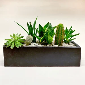 Rectangular dish garden / black