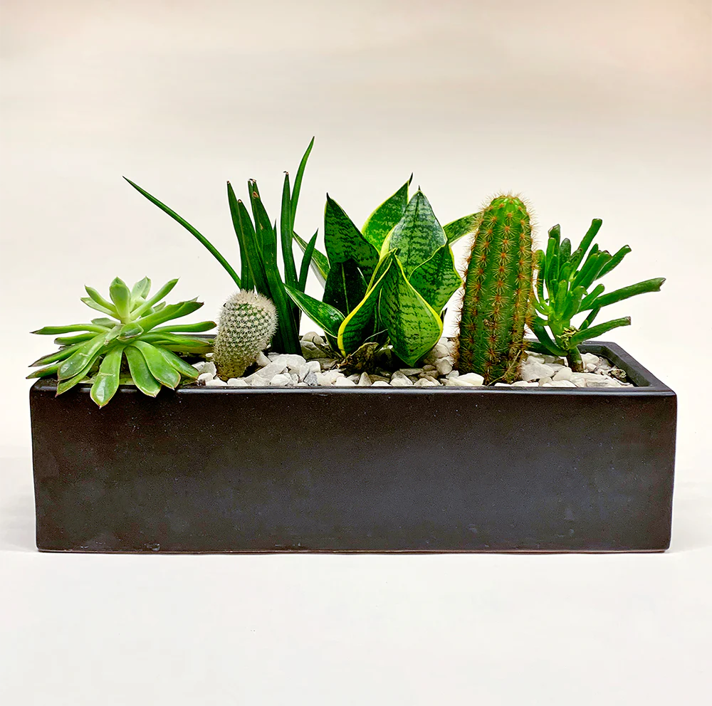 Rectangular dish garden / black