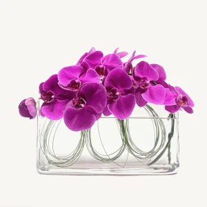 Phalaenopsis Orchid Earrings
