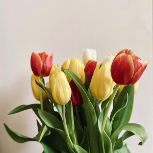 Tulip Delight