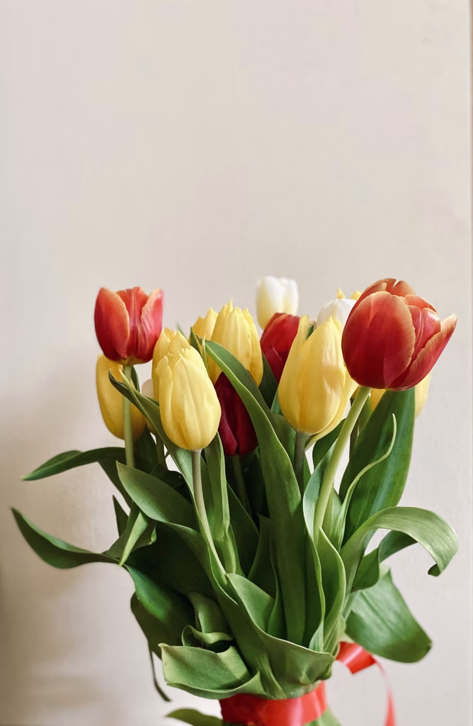 Tulip Delight
