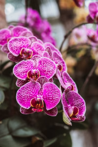 Orchid Elegance