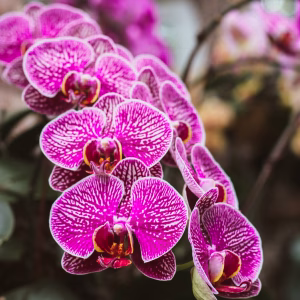 Orchid Elegance