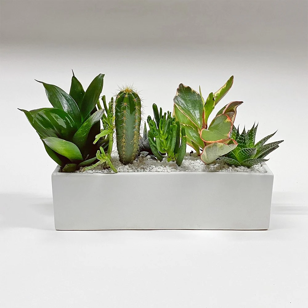 Rectangular dish garden / white
