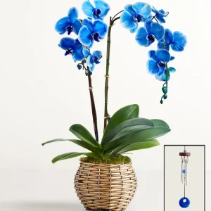 Beautiful Blue Phalaenopsis Orchid