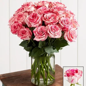 Pink Splash Roses