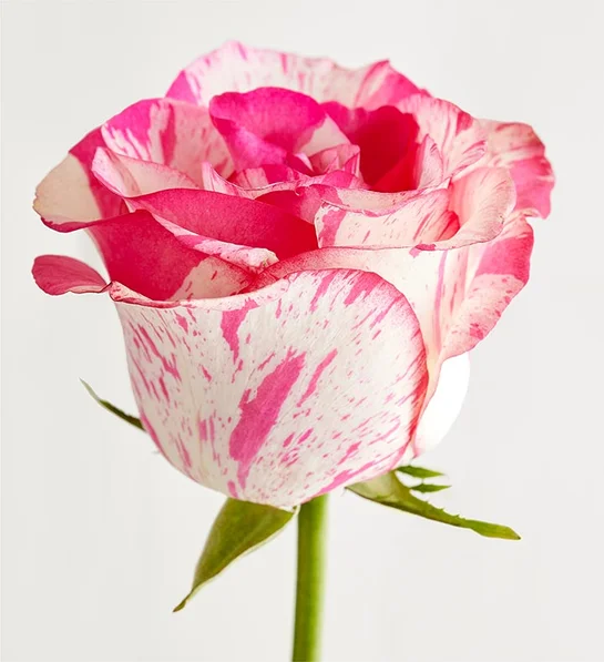 Pink Splash Roses - Image 3
